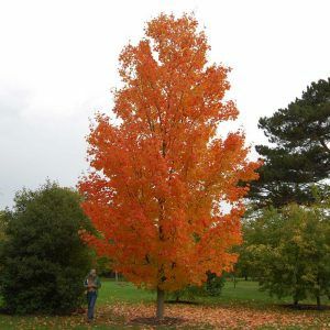 Pomi Ornamentali  arborele de zahar