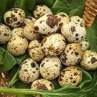 Vând oua de prepelita, furaje și custi
Comparativ cu oul de găină, c