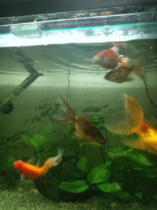 Pești acvariu,5 carași aurii, voalați, t
