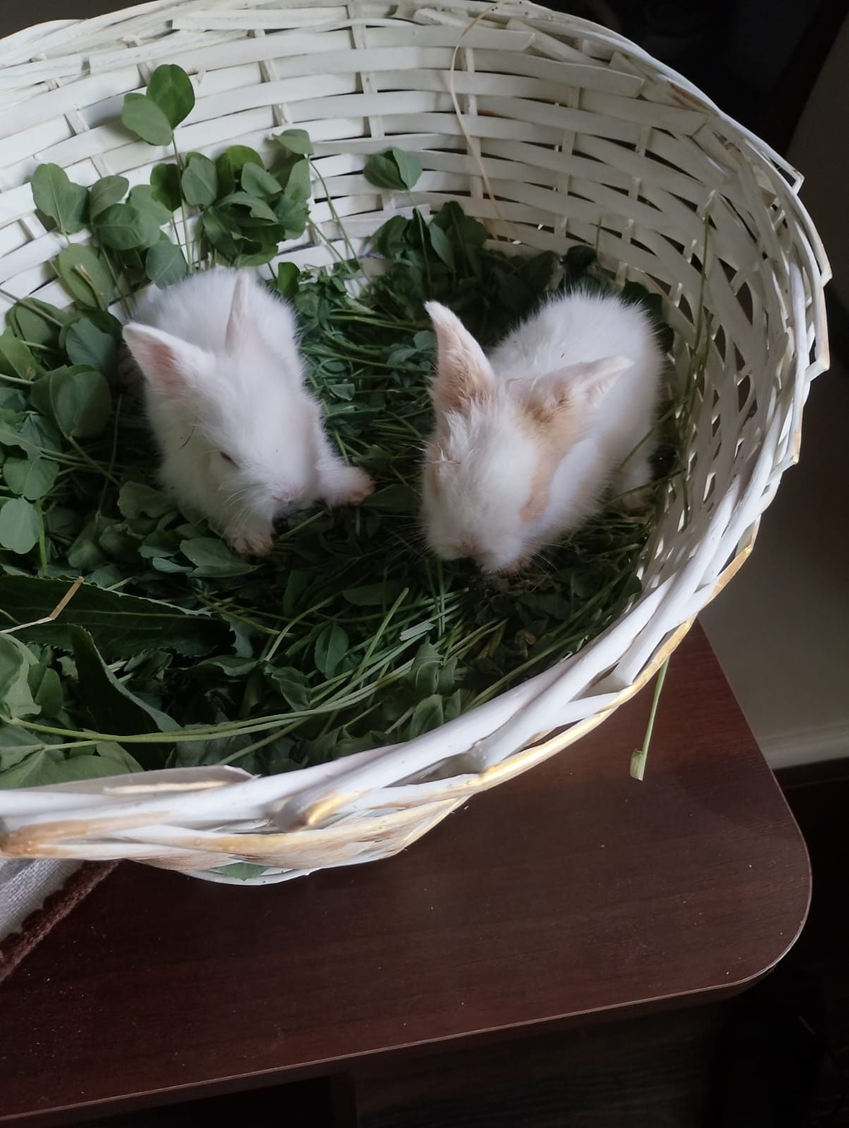 Pui iepurasi rasa pitica nu cresc mari