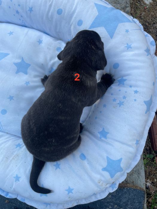 Малки кученца френски булдог