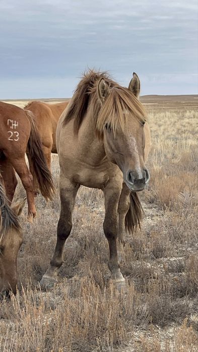 Дөнен айғыр 4 жасар