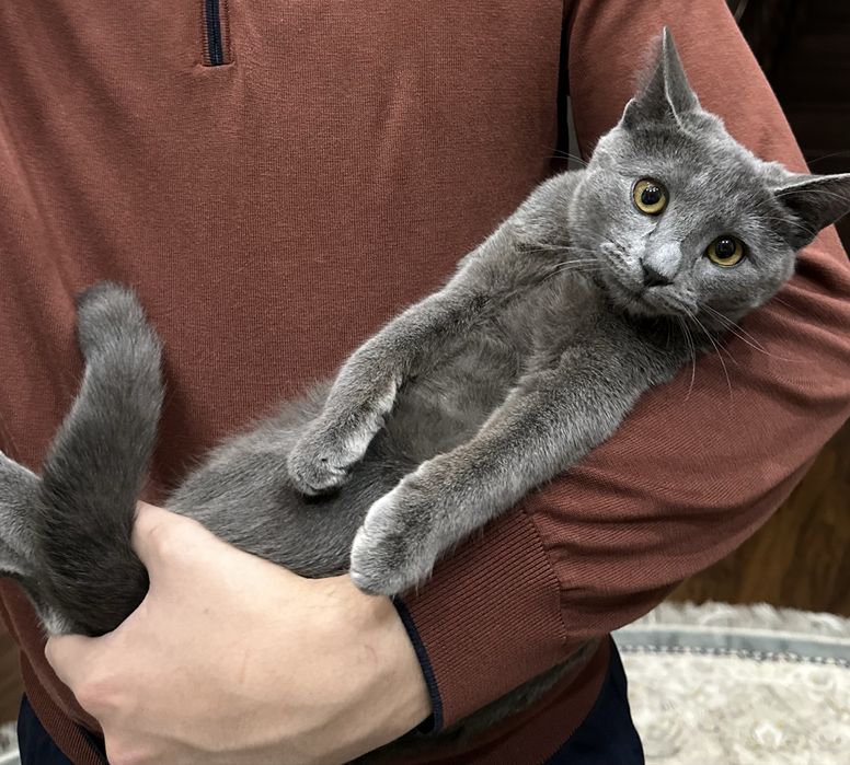 Кошка Русская голубая