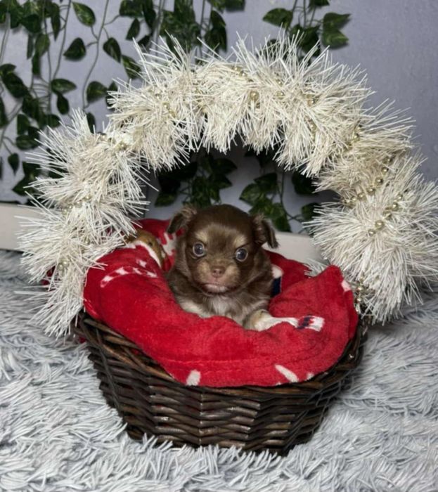 Чихуахуа момченца