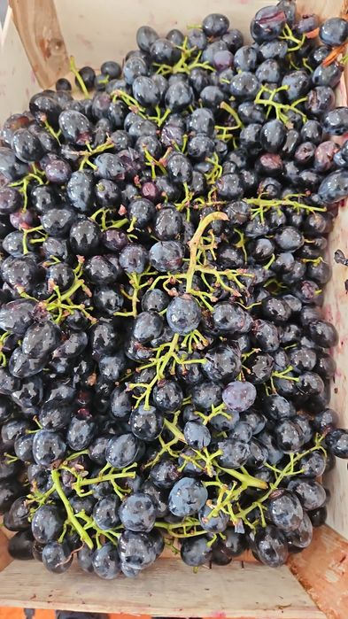 Vând struguri masă/vin