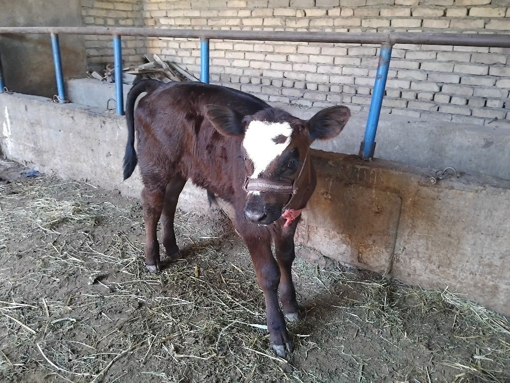 Ona bola sigir sotiladi