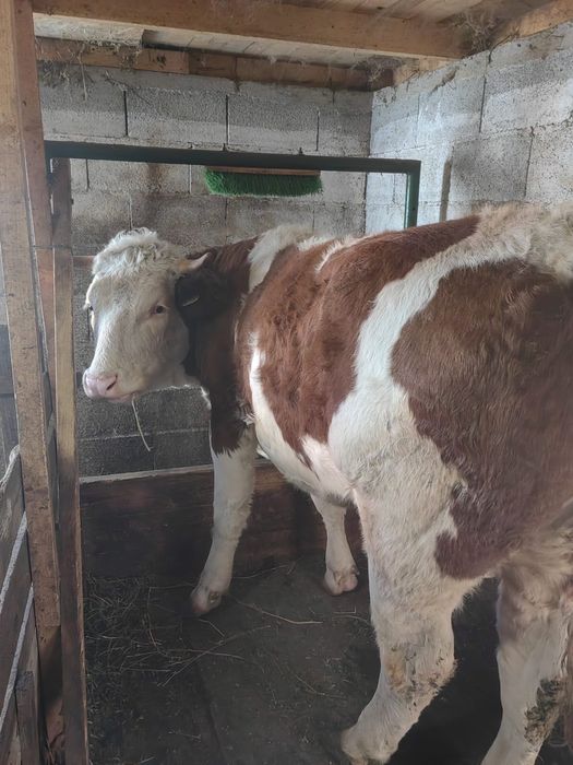 Vand juninca in varsta de 2 ani