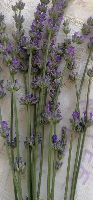 Flori de lavandă, producție 2025