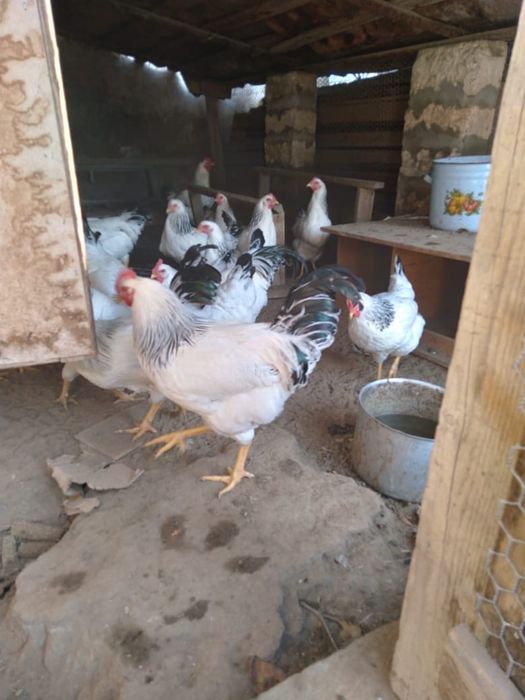 продаю Петухи порада адгер