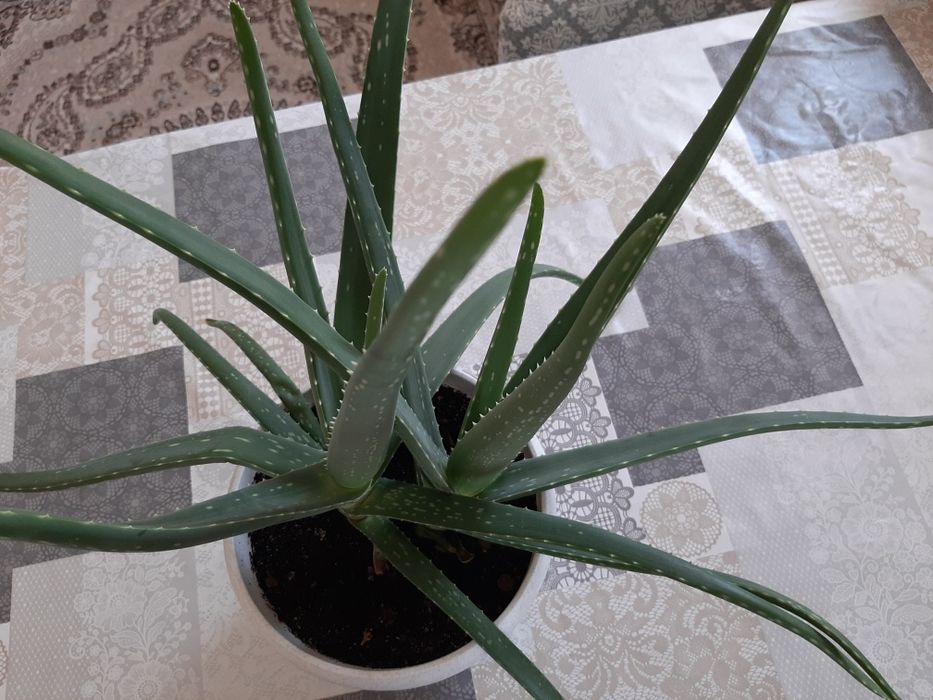 Продается листя Алоэ семилетний лечебный