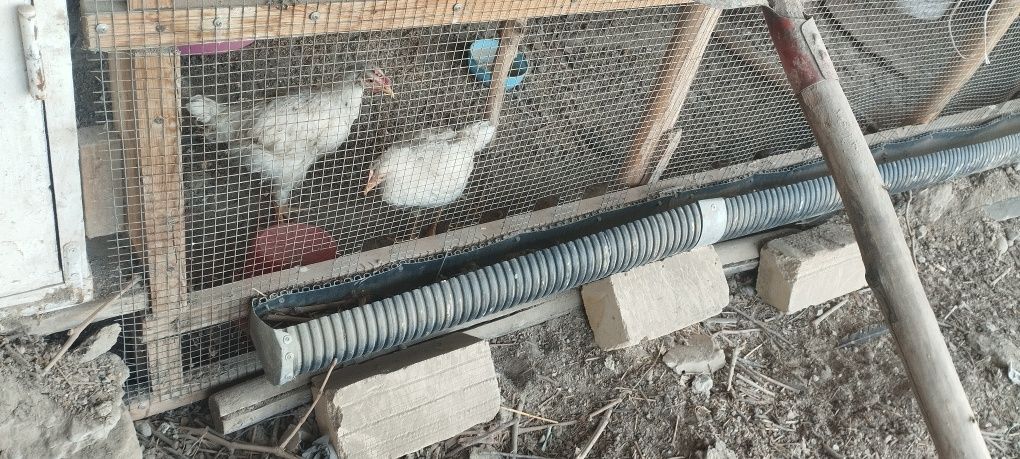 Xoʻrozlar sotiladi zoʻr semetiske zot