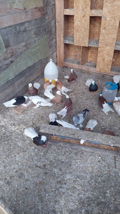 Продавам белослатински белоглави гълъби