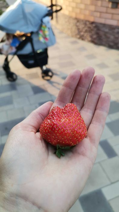 Продам рассаду многоразовой клубники