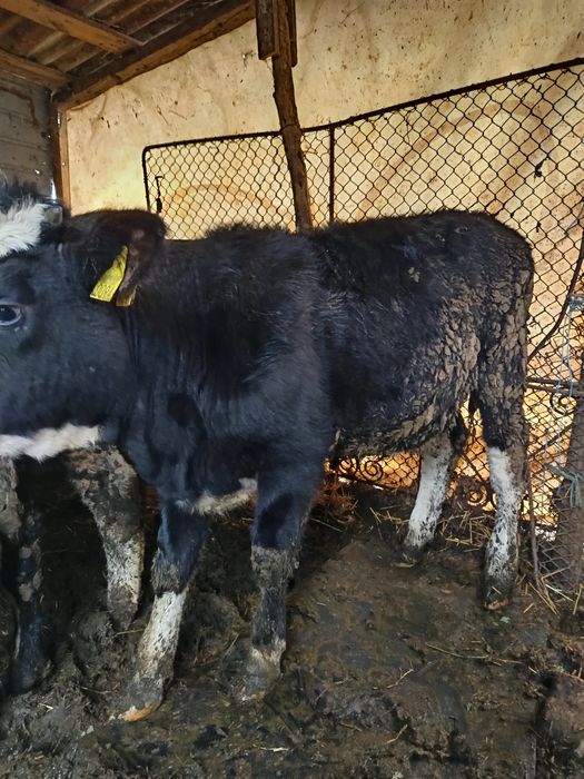 Vând viței de 5 luni