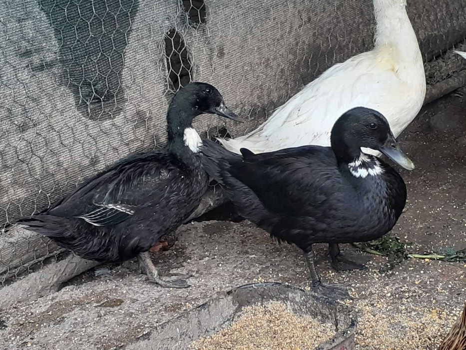 Cocosi de rasa si rațe smarald.