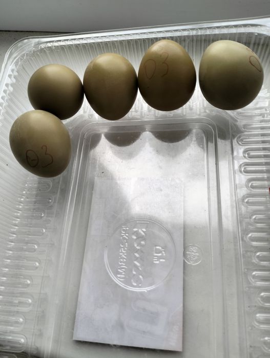 Яйцо фазана, Кыргауыл жумырткасы