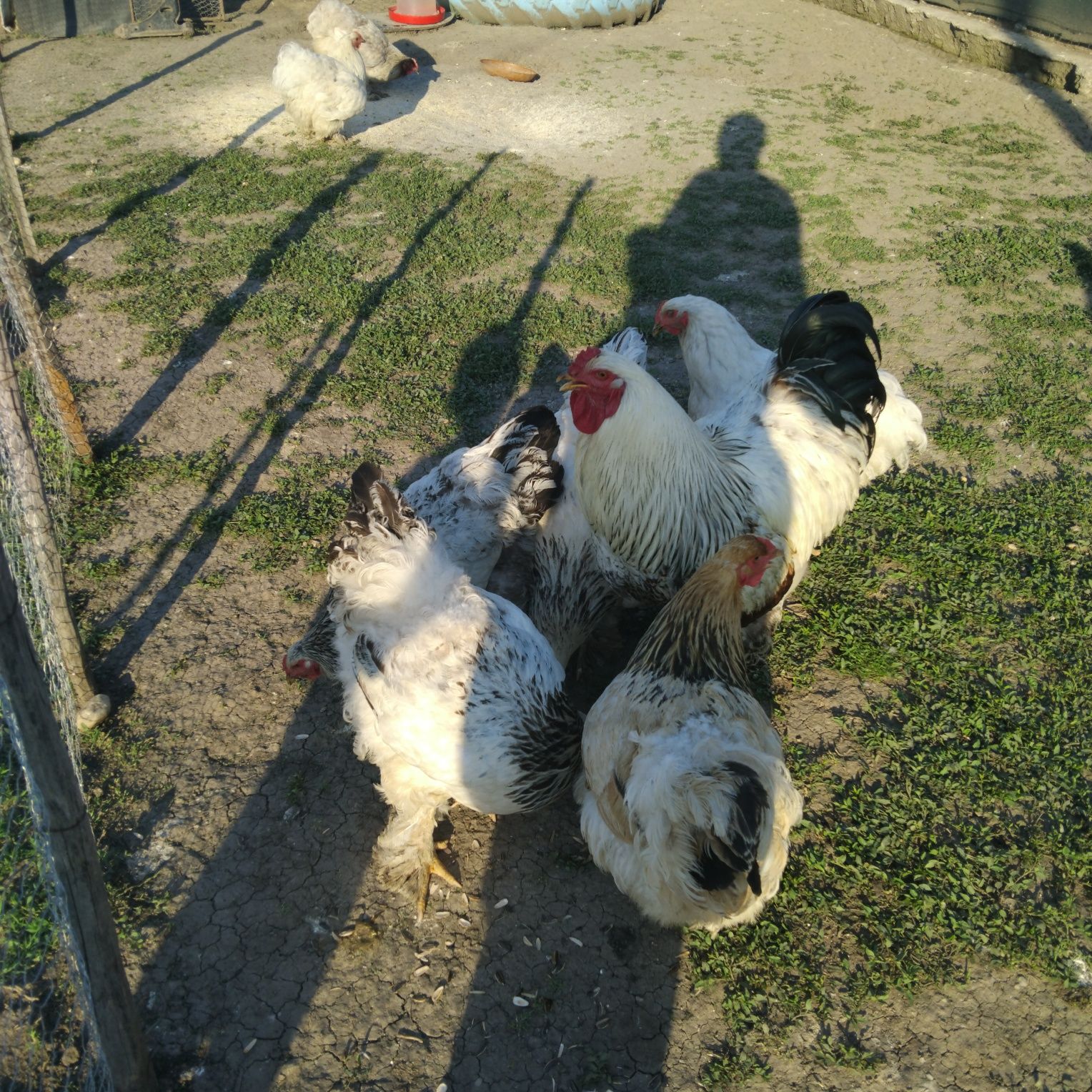 Brahma si cochinchina urias