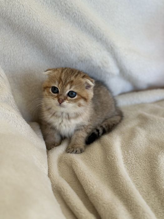 Коте Шотландска Женска Чинчила