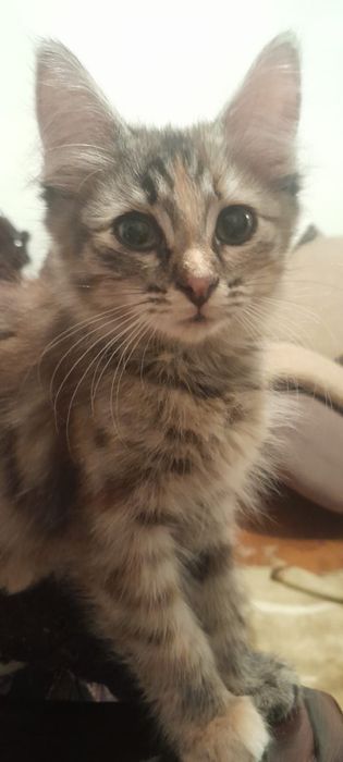 Котята 3.5 месяца