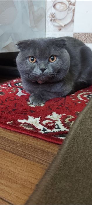 Кошка пародистая