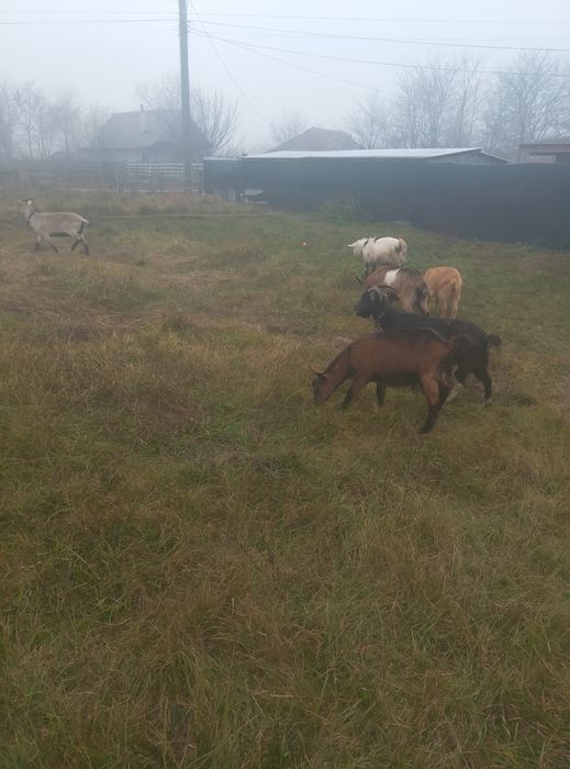 Capre de vânzare urgent