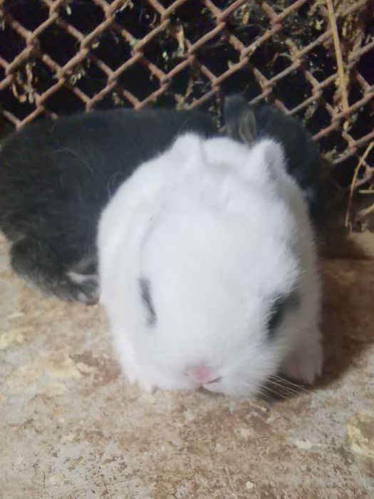 Декоративни мини зайчета