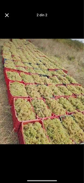 Vand struguri de vin