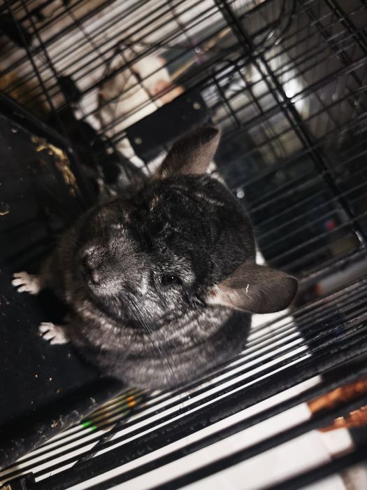 Chinchilla de vânzare