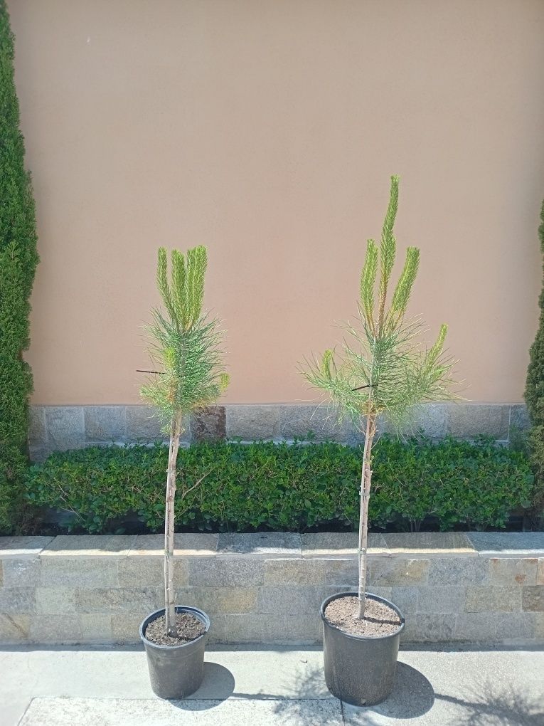 Средиземноморски каменен бор-Пиния (Pinus Pinea)
