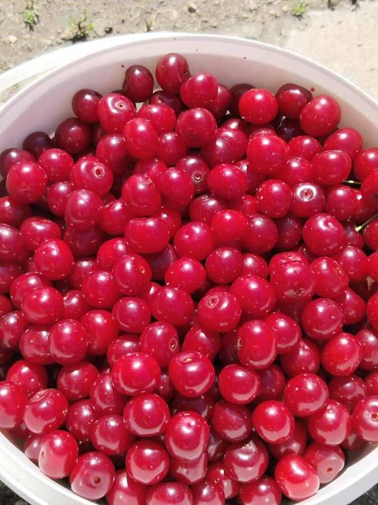 Продам свежие собраную вишню