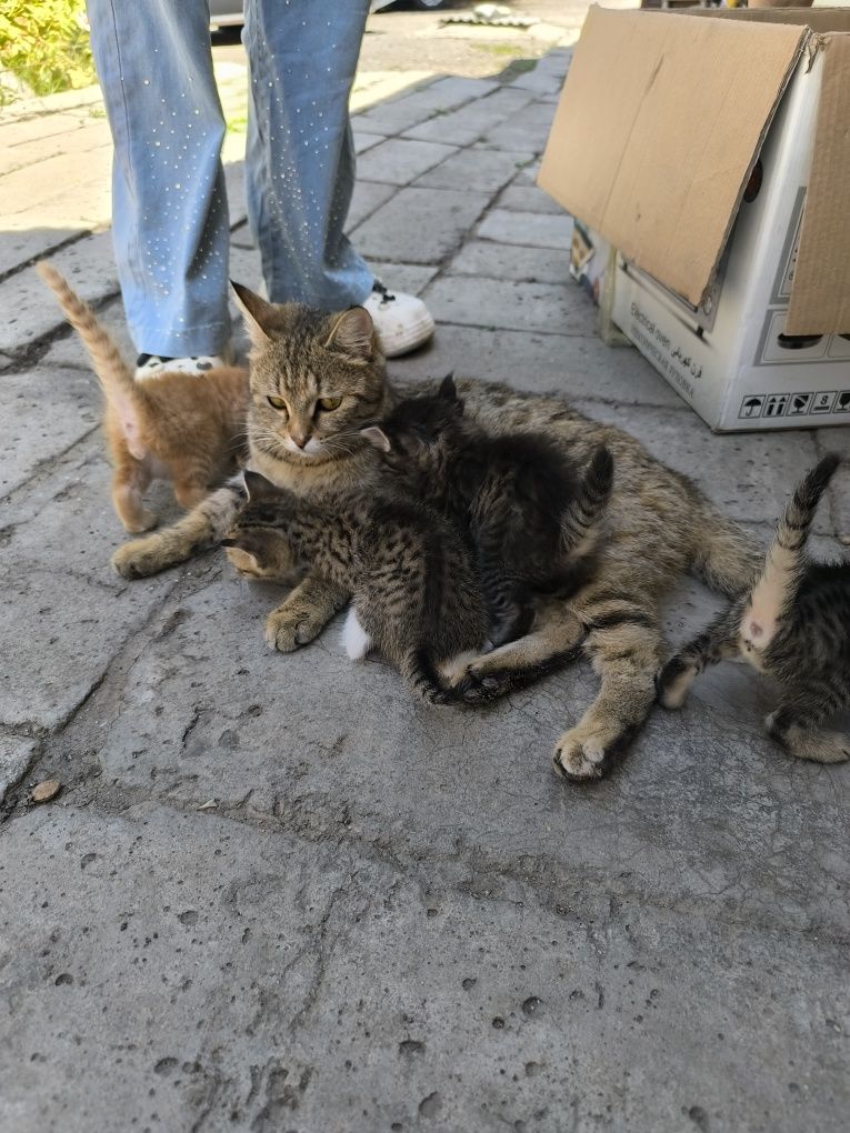 Котята мама котиш страид