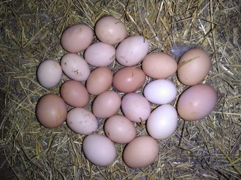 Ouă proaspete de la gaini crescute bio!