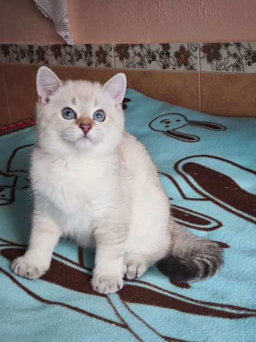 British shorthair Black golden ticked  point.