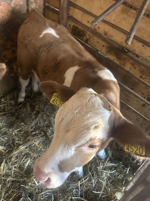 De vânzare vițea de 2 luni