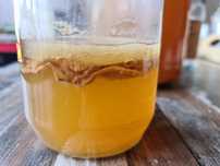 БИО Комбуча чаена Гъба scoby (Скоби) +Стартер течност за напитка