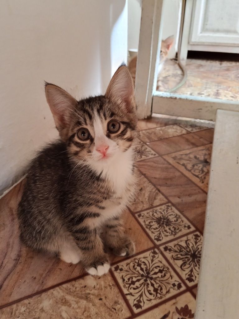 Отдаю котят в хорошие руки