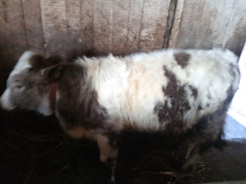 Vand vitel,cresut bine si intretinut are 5 luni !