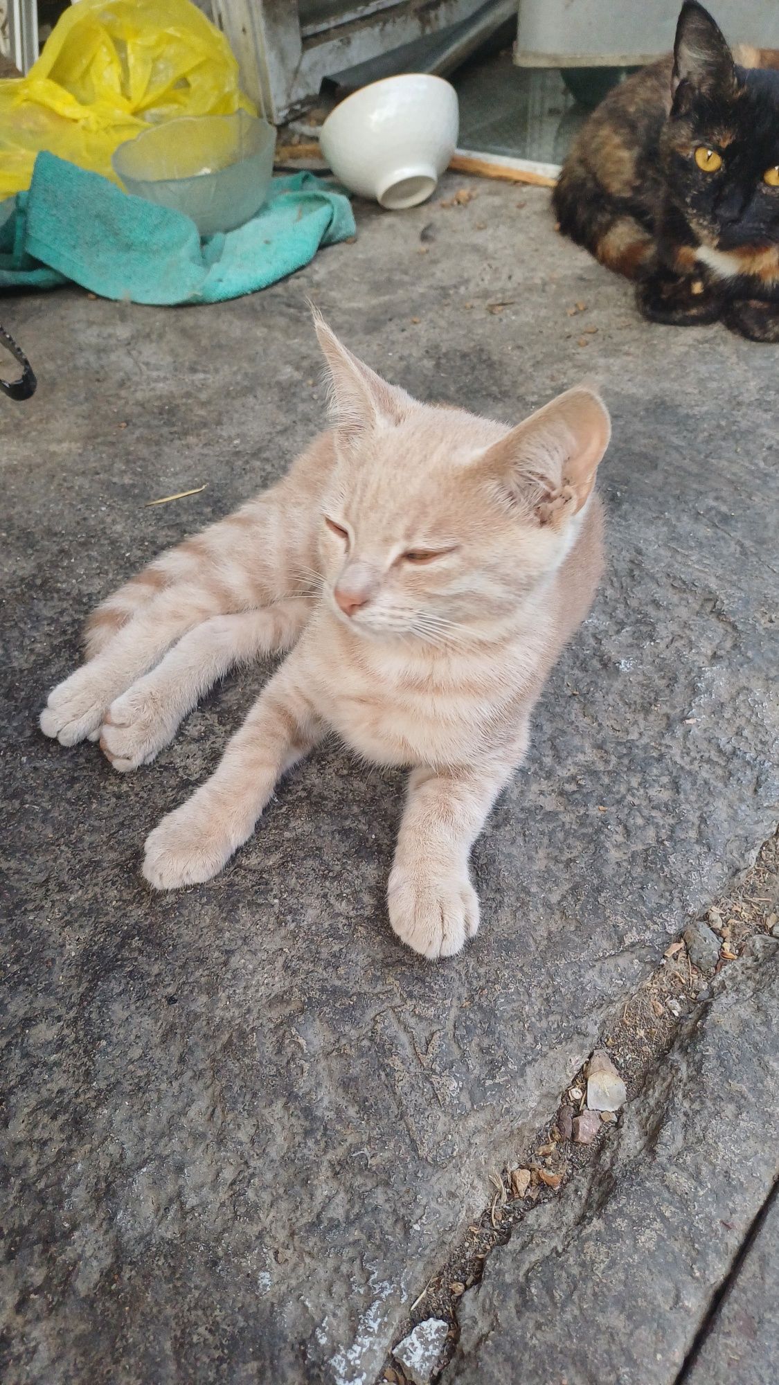 Котята крысоловы