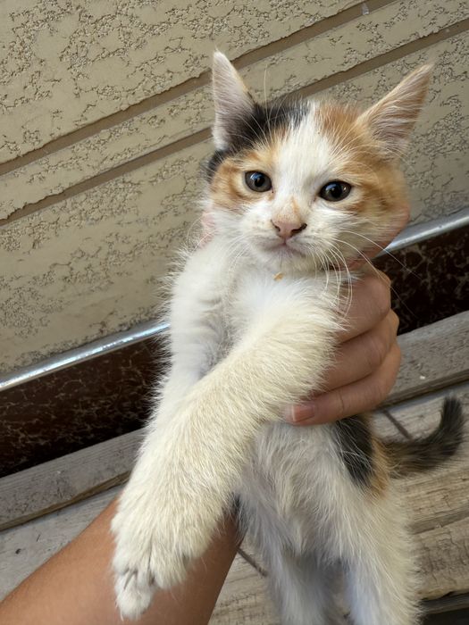 Taza pishik mut 4 dana kichkina 1 ortacha 2 oyliq bilan 3 oyliq