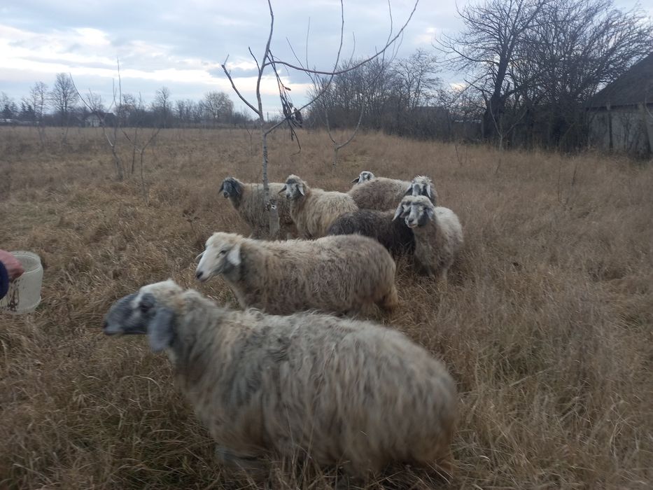 7 Oi și un Berbec Brumarii