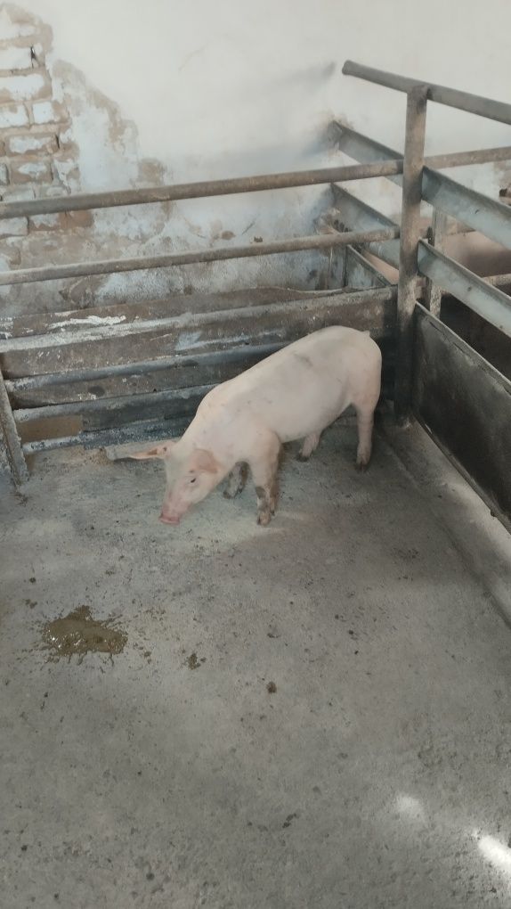 Продавам 12 бр.Прасета българска  бяла.Мъжките са скопени.