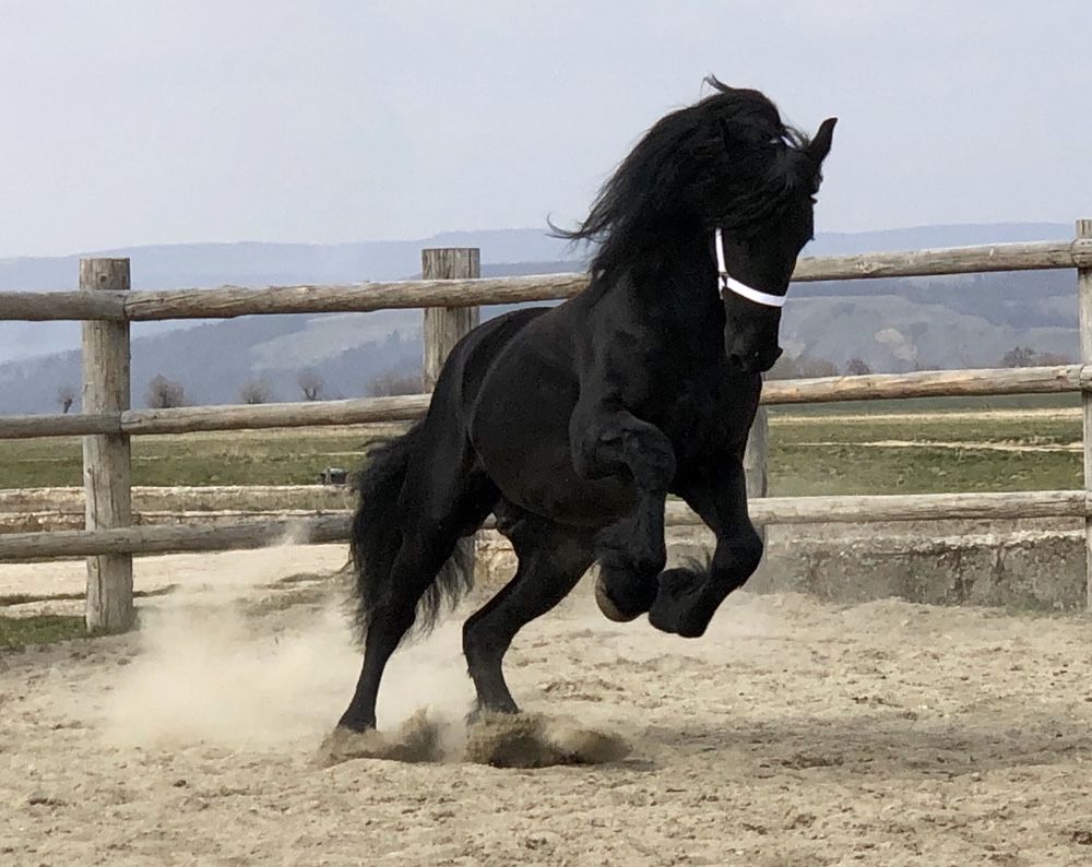 Armasar Armasari Friesian Frizian