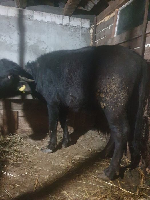 Vand juninca de bivol