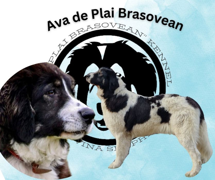 Ciobanesc Romanesc de Bucovina