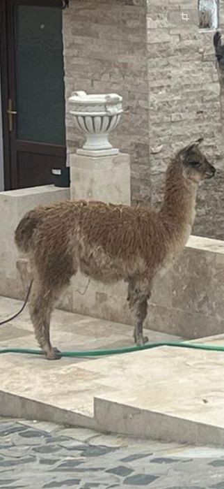 De Vanzare Pereche Alpaca 2 Ani