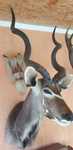 Trofeu de antilopa kudu de vanzare