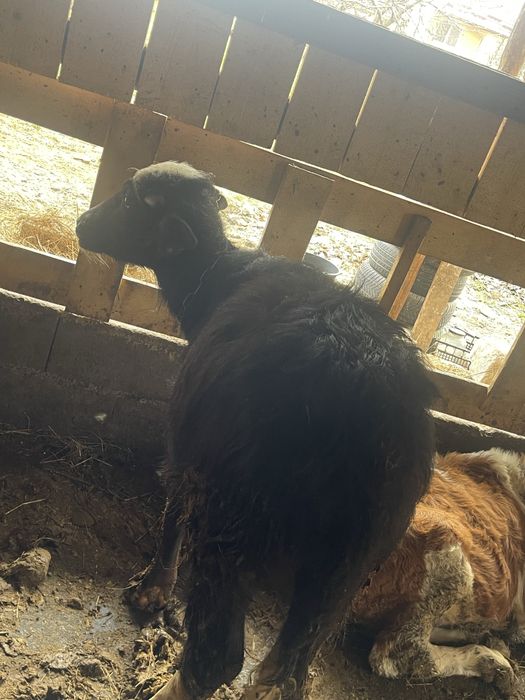 Tauras bivol foarte cuminte 4 luni