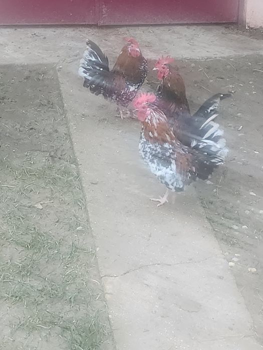 Vand cocoși pitici mii de flori