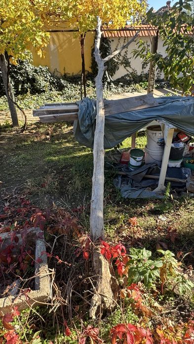 Продавам масивно стъбло от чемшир – изключително твърда дървесина!