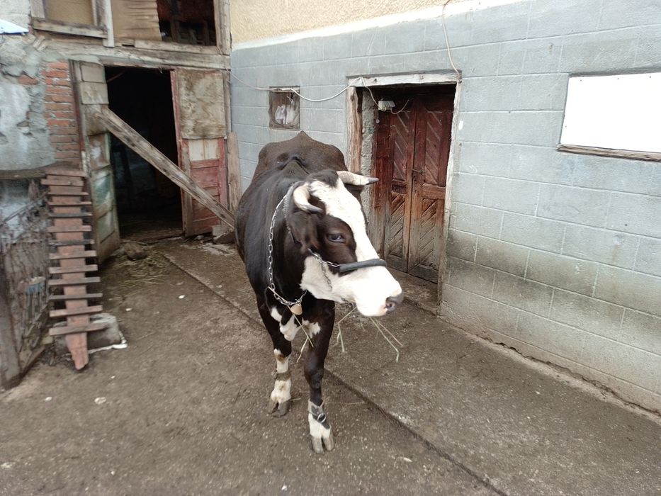 Vind vacă brună românească